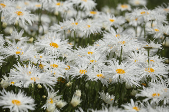 Картинка цветы ромашки цветение лепестки белая ромашка