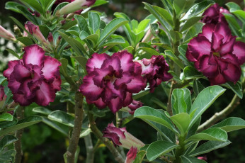 Картинка цветы адениум +мандевилла цветение пустынная роза