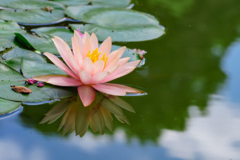 Картинка цветы лилии+водяные +нимфеи +кувшинки природа вода цветение листья кувшинка