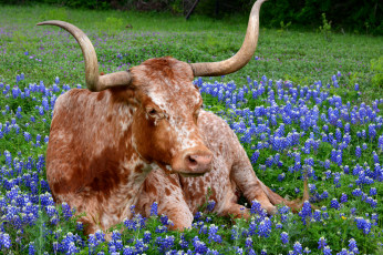 Картинка животные коровы +буйволы большой бык рога животное