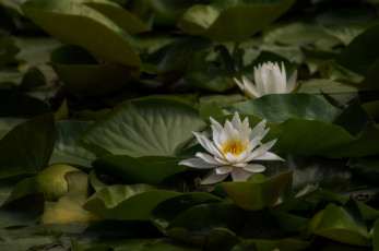 Картинка цветы лилии+водяные +нимфеи +кувшинки природа цветение листья вода кувшинка