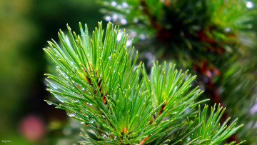 Картинка природа макро еловая ветка капли