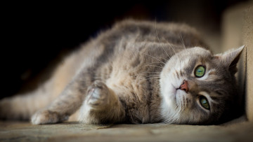 Картинка животные коты отдых взгляд