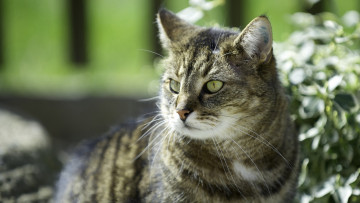 Картинка животные коты растения взгляд морда