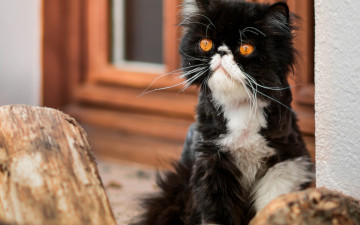 Картинка животные коты полено окно взгляд