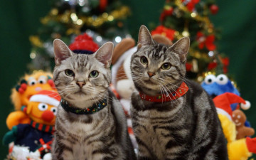 Картинка животные коты взгляд ошейник двое игрушки