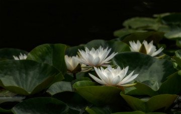 Картинка цветы лилии+водяные +нимфеи +кувшинки природа вода цветение листья кувшинка