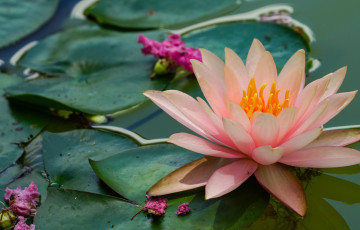 Картинка цветы лилии+водяные +нимфеи +кувшинки природа листья вода цветение кувшинка