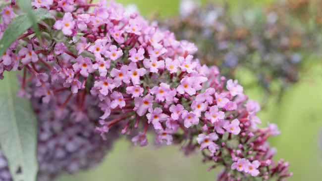 Обои картинки фото цветы, будлея , осенняя сирень, ветка