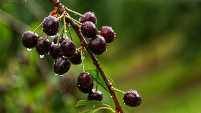 Обои картинки фото природа, Ягоды, капли, вишни, ветка