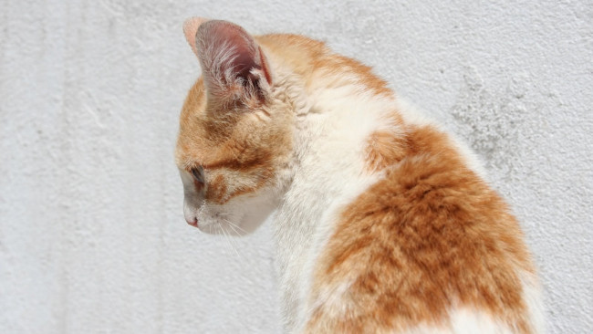 Обои картинки фото животные, коты, морда, анфас, стена