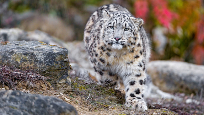 Обои картинки фото животные, леопарды, земля, камни, профиль, взгляд