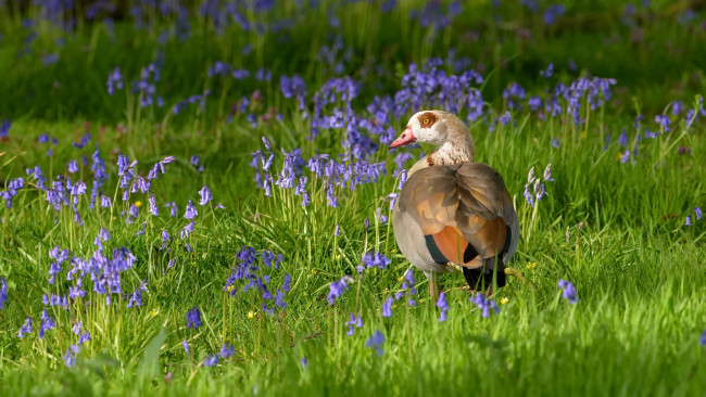 Обои картинки фото животные, утки, птица, клюв, трава, цветы, утка, перья