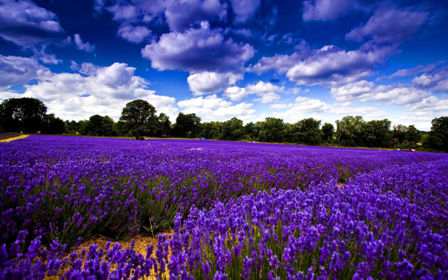 Обои картинки фото природа, поля, лаванда