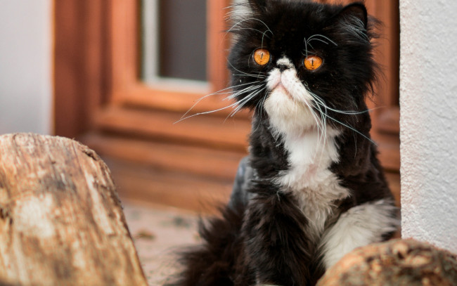 Обои картинки фото животные, коты, полено, окно, взгляд