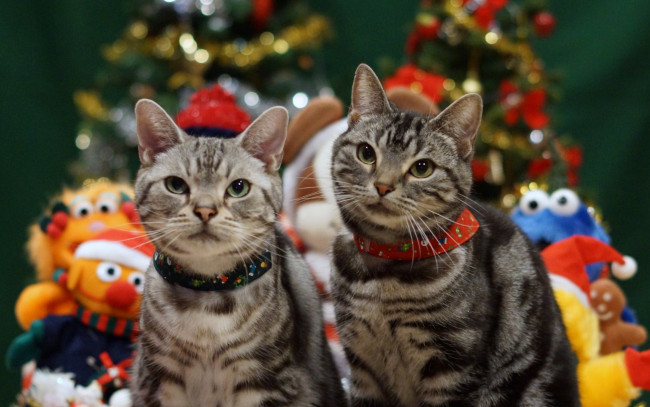 Обои картинки фото животные, коты, взгляд, ошейник, двое, игрушки