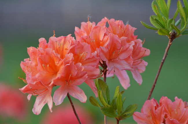 Обои картинки фото цветы, рододендроны , азалии, цветение, весна, природа, рододендрон