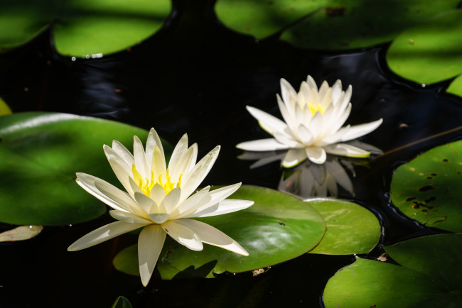 Обои картинки фото цветы, лилии водяные,  нимфеи,  кувшинки, вода, природа, цветение, листья, кувшинка