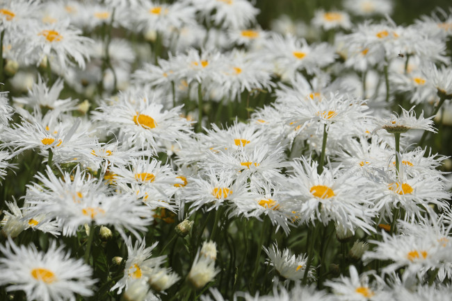 Обои картинки фото цветы, ромашки, цветение, лепестки, белая, ромашка