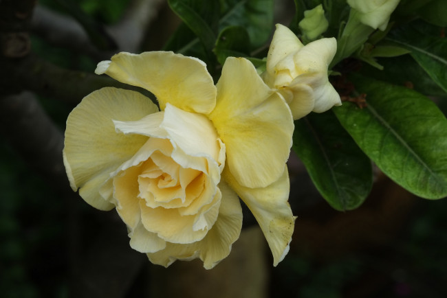 Обои картинки фото цветы, розы, роза, бутон, leaves, blossoms, лепестки, листья, цветение, rose, bud, petals