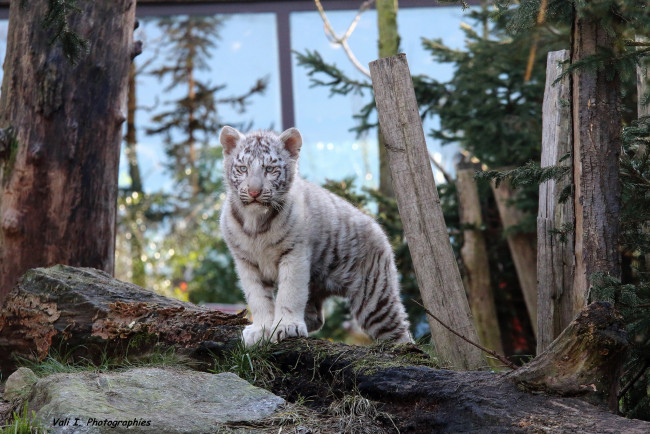 Обои картинки фото животные, тигры, животное, белый, тигр, природа, малыш, красивый