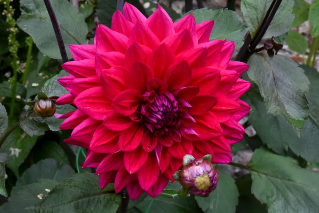 Обои картинки фото цветы, георгины, бутоны, цветение, георгин, лепестки, осень