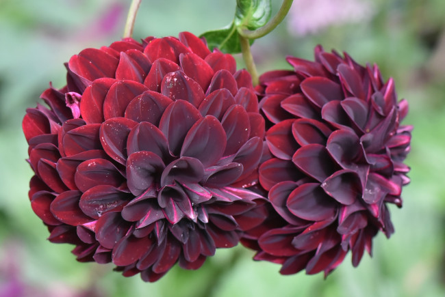 Обои картинки фото цветы, георгины, осень, бутоны, цветение, лепестки, георгин