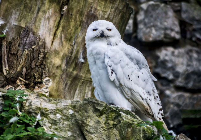 Обои картинки фото животные, совы, перья, сова, окрас