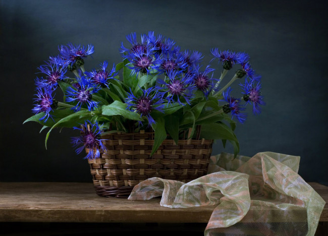 Обои картинки фото цветы, васильки, ткань, доска, полки, тюль, корзины