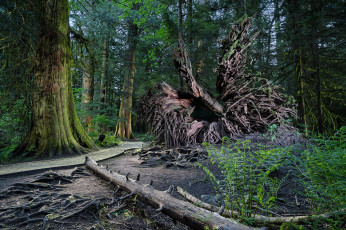 Картинка природа лес простор