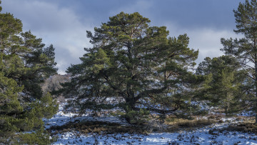 Картинка природа деревья простор