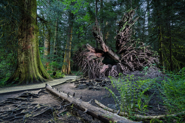 Обои картинки фото природа, лес, простор