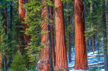 Картинка природа лес стволы снег