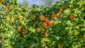 Картинка природа плоды сливы