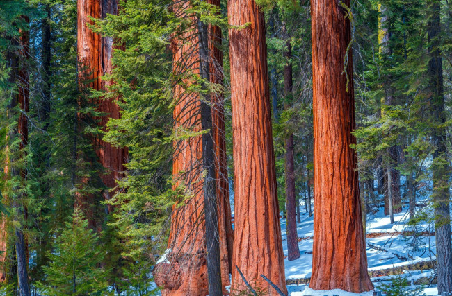Обои картинки фото природа, лес, стволы, снег