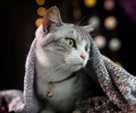 Картинка животные коты кот кошка