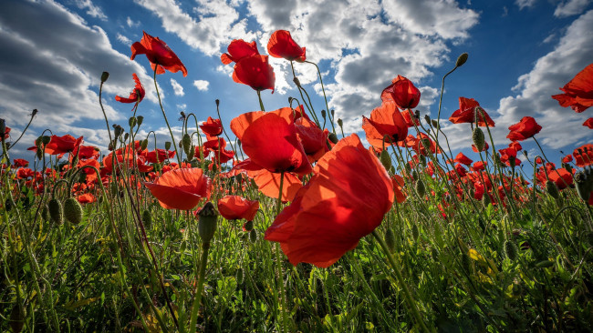 Обои картинки фото цветы, маки, лук, облака, небо