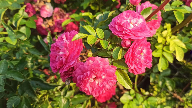 Обои картинки фото цветы, розы, куст, розовые