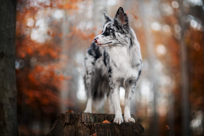 Обои картинки фото животные, собаки, собака