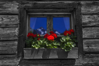 обоя цветы, герань