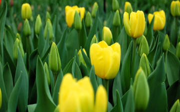 Картинка цветы тюльпаны желтые поле
