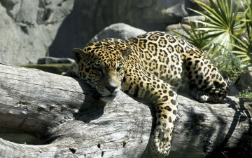 обоя животные, ягуары, ягуар, бревно
