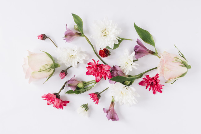 Обои картинки фото цветы, разные вместе