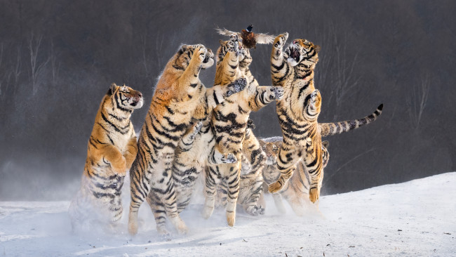 Обои картинки фото животные, тигры