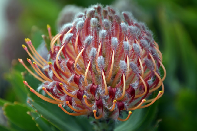 Обои картинки фото leucospermum, леукоспермум, цветы