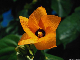 Картинка цветы