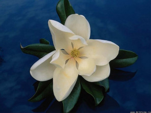 Картинка цветы магнолии