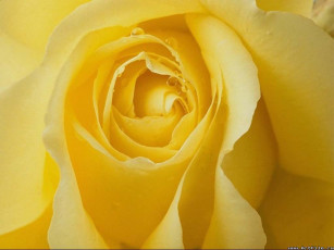 обоя цветы, розы