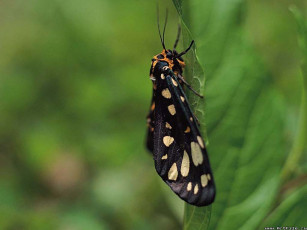 Картинка животные бабочки