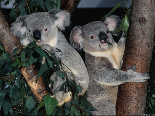 Картинка животные коалы